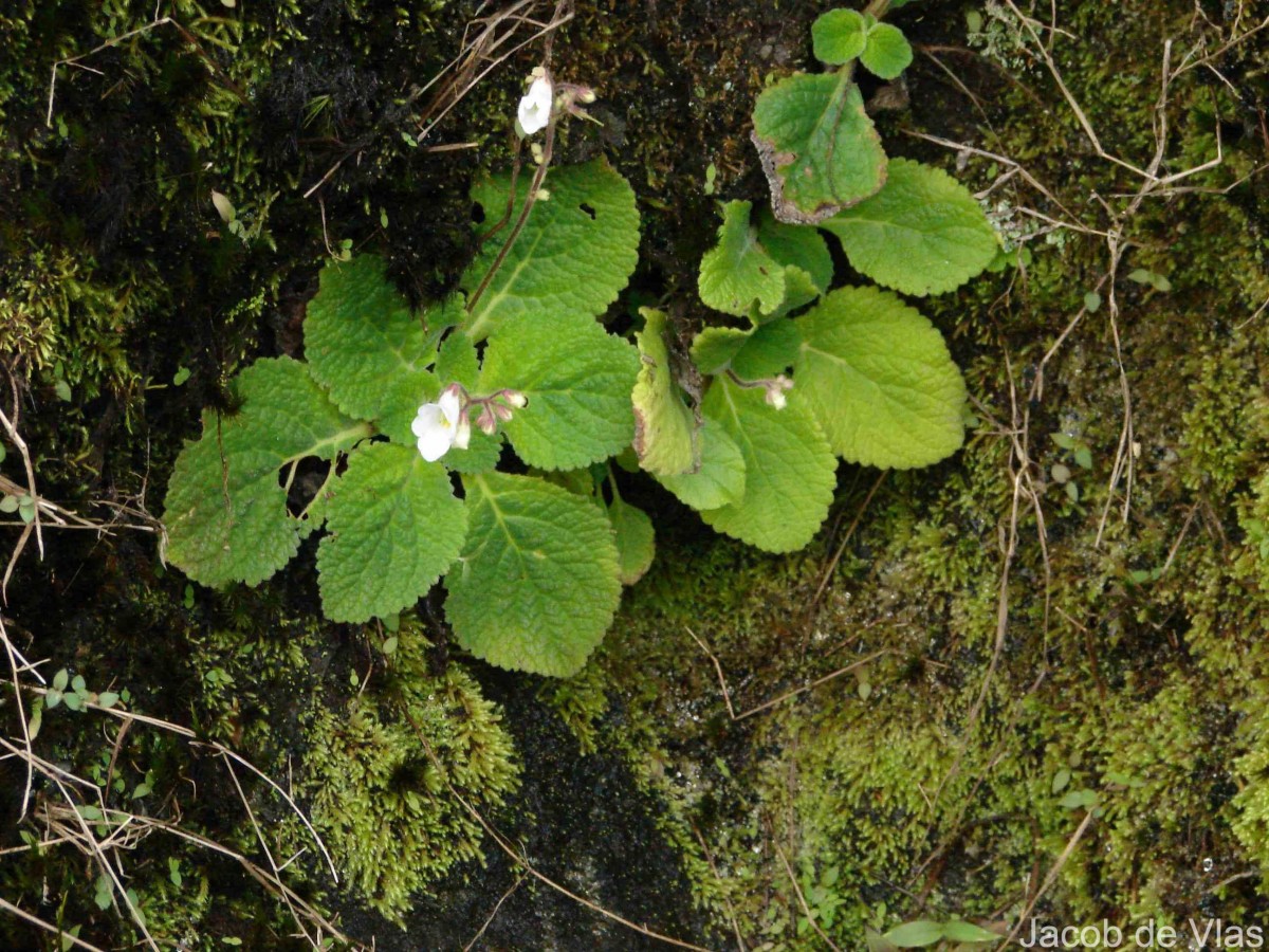 Henckelia humboldtiana (Gardner) A.Weber & B.L.Burtt